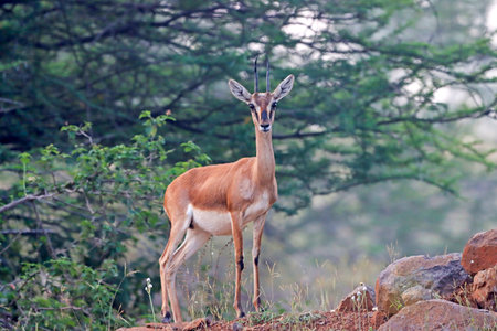 A graceful Chinkara stands amidst the golden grasslands of Mayureshwar Wildlife Sanctuary, its alert eyes reflecting the spirit of the wild.の写真素材