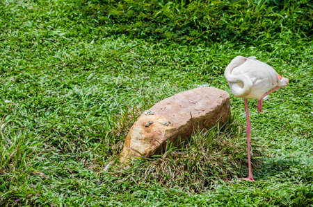 flamingo bird sleeping by standing on grassの写真素材