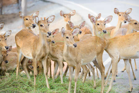 Group of deer feeding some grass but looking something strange same spot at same time.の写真素材