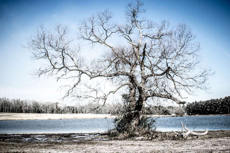 Ancient Treeの写真素材