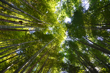 bamboo forest japanの写真素材