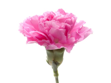 Carnationの写真素材