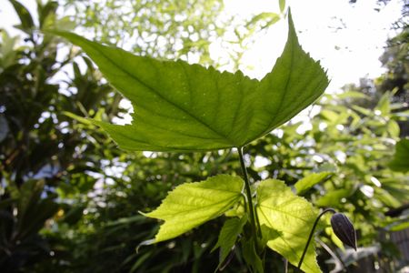 Large, vivid green leaves in a garden with blurred background, landscape formatの写真素材