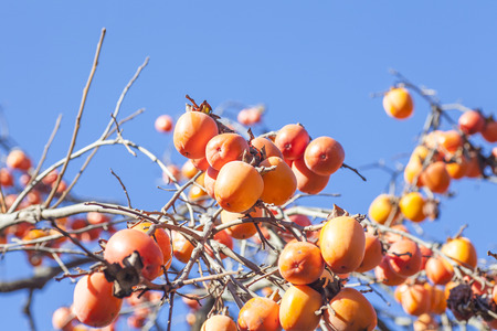 Persimmonfruitの写真素材