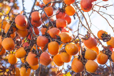 Persimmonfruitの写真素材