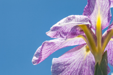 Japanese iris flowerの写真素材