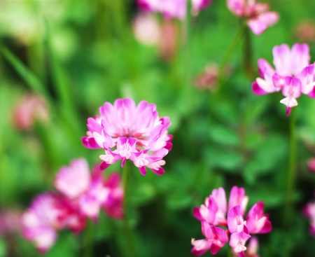 Astragalusの写真素材