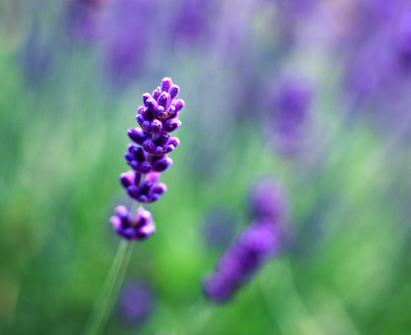 lavenderの写真素材