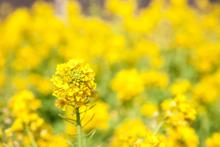 Rape blossoms