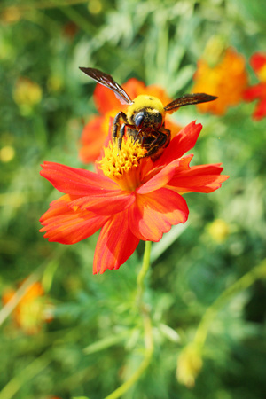 Beeの写真素材