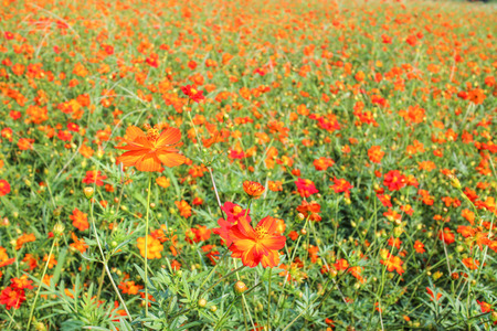 Cosmos flowersの写真素材