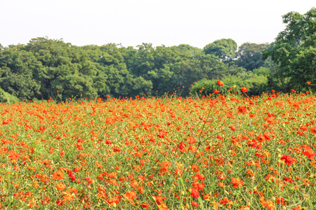 Cosmos flowersの写真素材