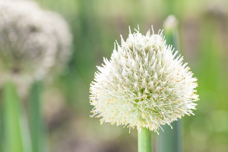 Flower of green onionの写真素材