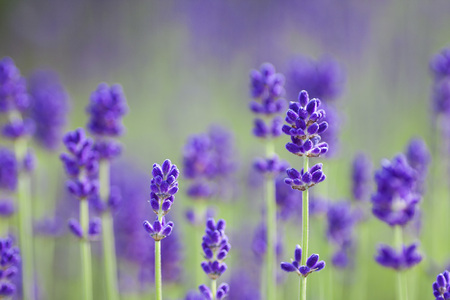 lavenderの写真素材
