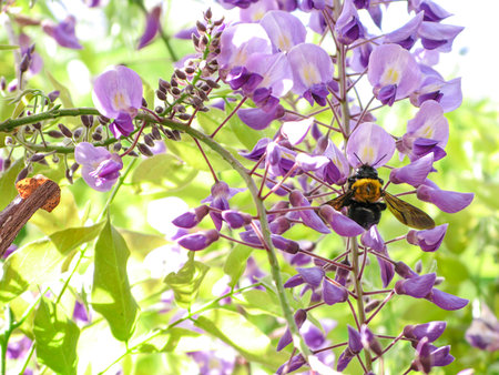 Wisteria