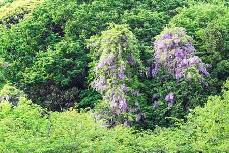Wisteriaの写真素材