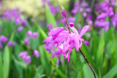 hyacinth orchid (Bletilla striata)の写真素材