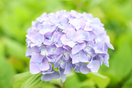 Hydrangea
