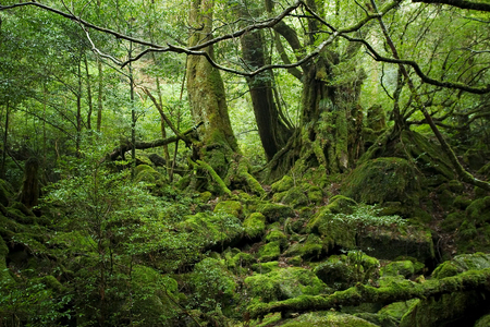 forest in Yakushima islandの写真素材