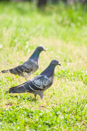 pigeon