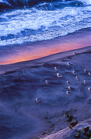 Seagullの写真素材