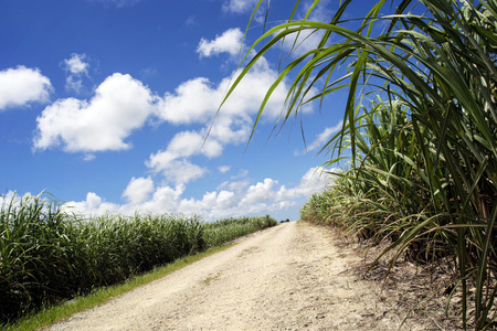 Sugarcane fieldの写真素材