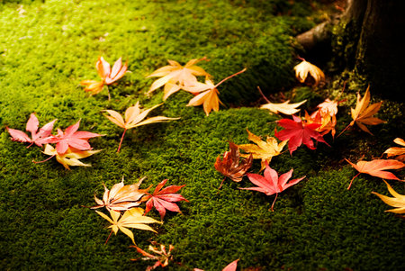 Autumn leaves