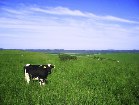 Milk cowの写真素材