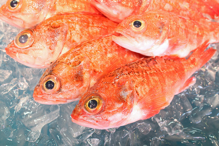 Rosy Seabassの写真素材