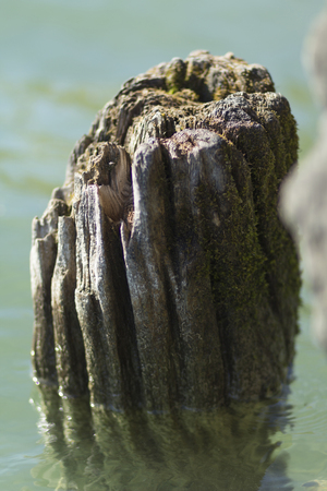 tree stump on lake water in Lausanne with wood texturesの写真素材