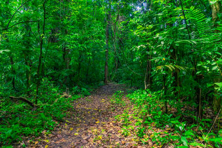 Photograph taken in the jungle Lacandona Chiapas Mexicoの写真素材