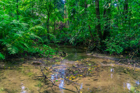 Photograph taken in the jungle Lacandona Chiapas Mexicoの写真素材