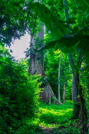 Photograph taken in the jungle Lacandona Chiapas Mexicoの写真素材