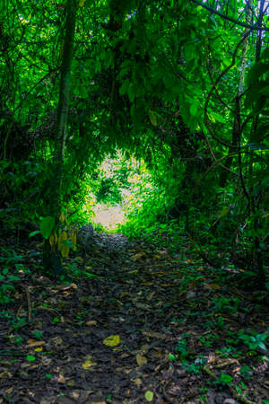 Photograph taken in the jungle Lacandona Chiapas Mexicoの写真素材