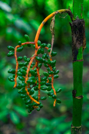 Photograph taken in the jungle Lacandona Chiapas Mexicoの写真素材