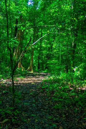 Photograph taken in the jungle Lacandona Chiapas Mexicoの写真素材