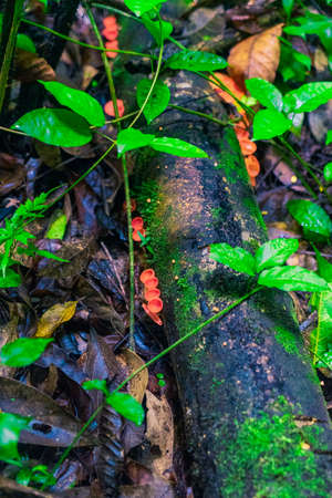 Photograph taken in the jungle Lacandona Chiapas Mexicoの写真素材