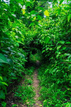 Photograph taken in the jungle Lacandona Chiapas Mexicoの写真素材