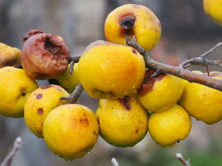 Apples in a tree in autumの写真素材