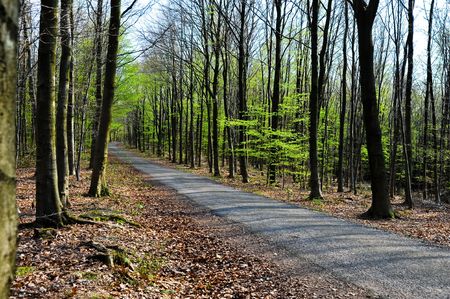 Path through the treesの写真素材