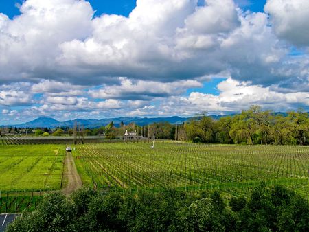 Vineyard in Northern Californiaの写真素材