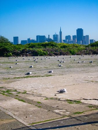 San Francisco and seagullsの写真素材