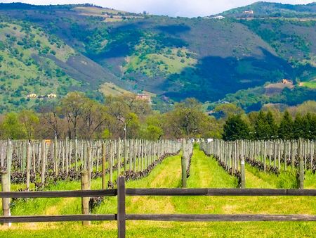 California vineyard の写真素材