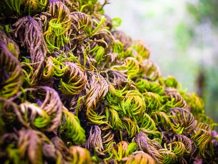 Tree trunk mossの写真素材