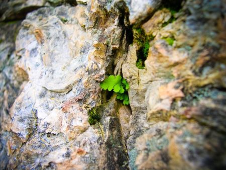 Leaf growing out of petriefied treeの写真素材