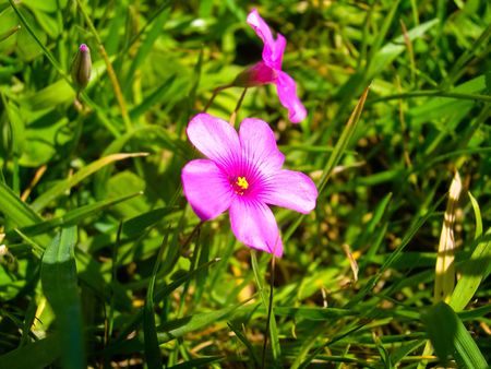 Pink flower with green leavesの写真素材