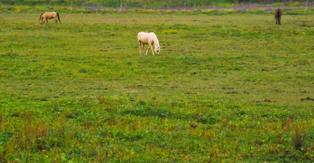 Horses in a fieldの写真素材