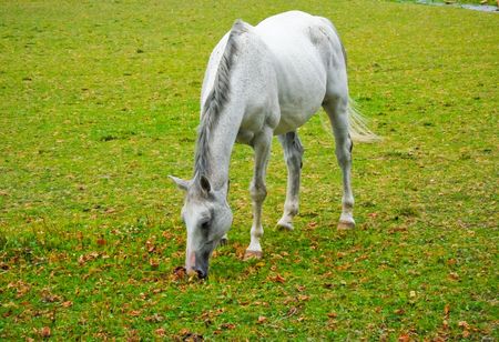 White horse in a fieldの写真素材