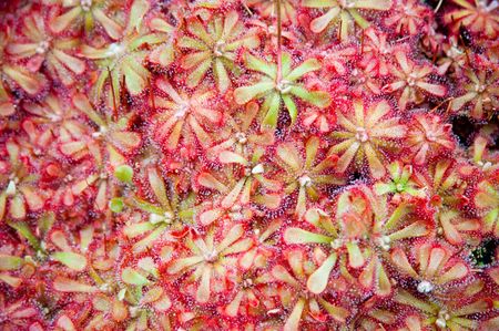 Sundew plantの写真素材