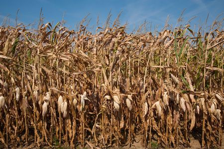 Field of dried corn stalksの写真素材